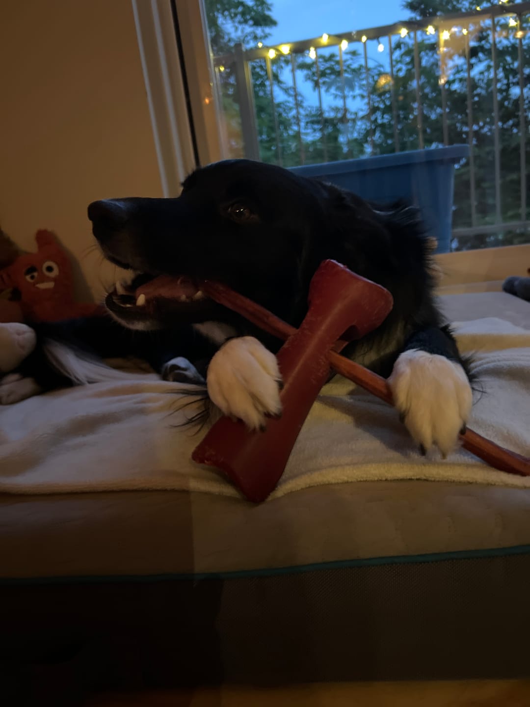 Customer photo review of 12 Inch Thick Bully Stick
