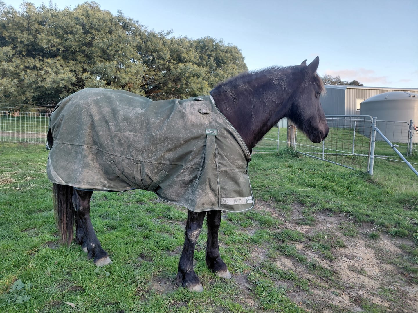 Customer photo review of LE Boxter Turnout 100g