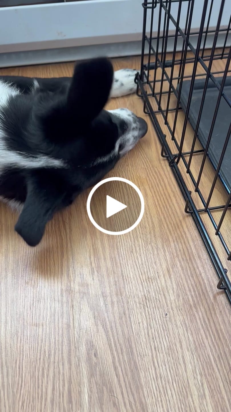 Customer video review of Blueberry Yak Chews