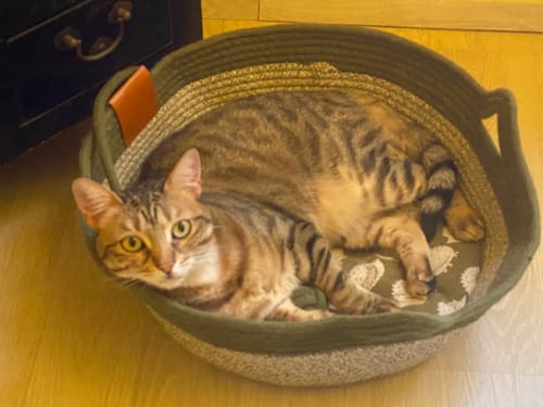 Kundenbewertung mit Foto zu Fellnest Katzenkorb