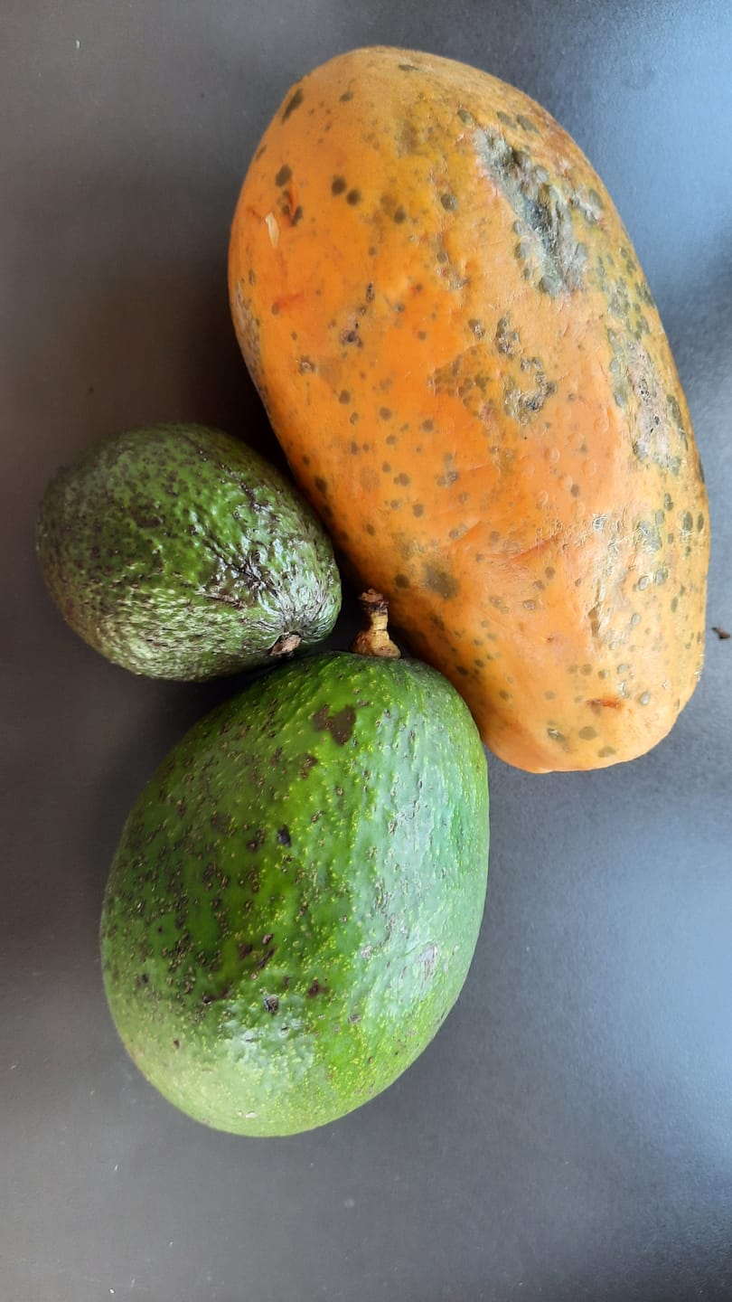 Customer photo review of Avocado-Mix 13 Monate baumgereift Sonderaktion % 2kg Box