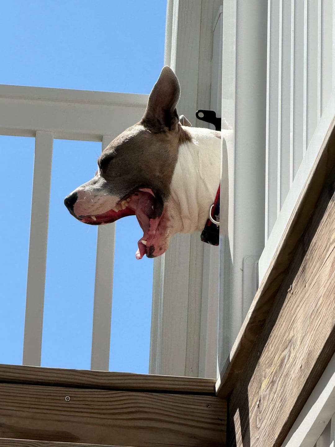 Customer photo review of Erik's Mystery Chew or Treat