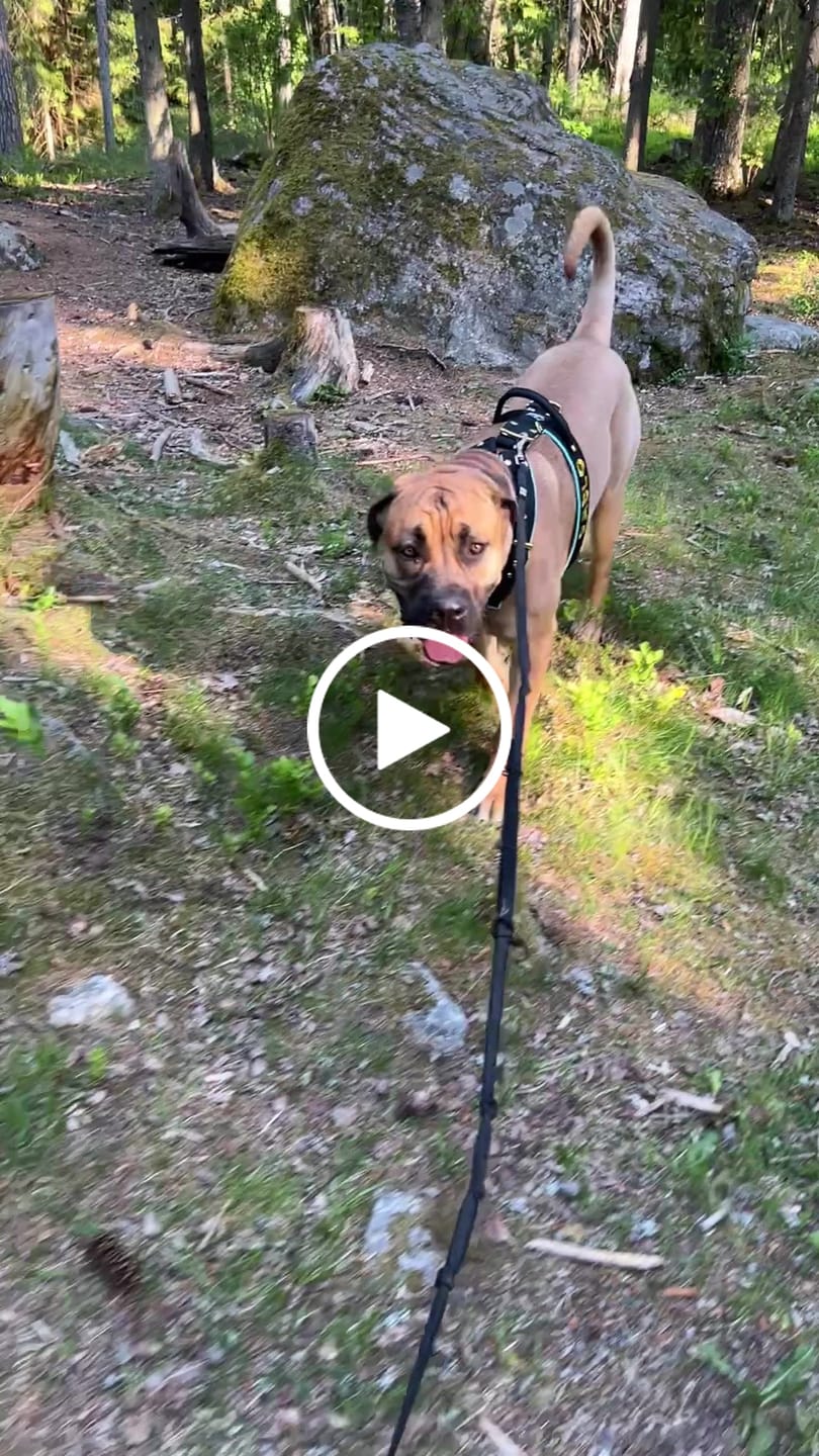 Customer video review of Hundsele med namn