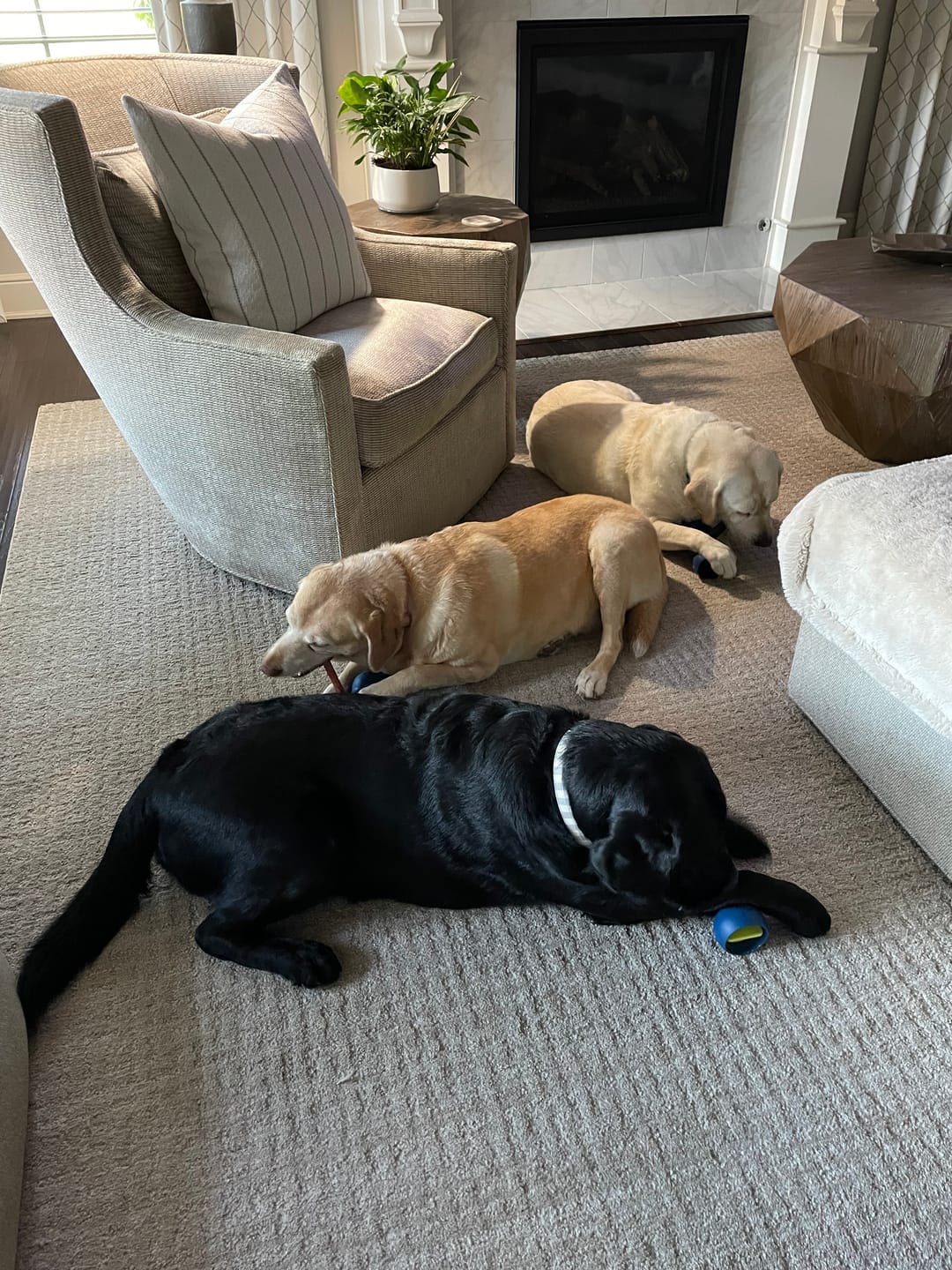 Customer photo review of 12 Inch Jumbo Bully Stick