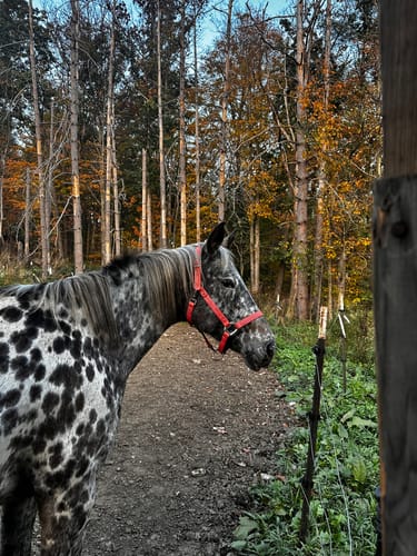 Customer photo review of Barbie Pink Horse Halter - (7 Days)