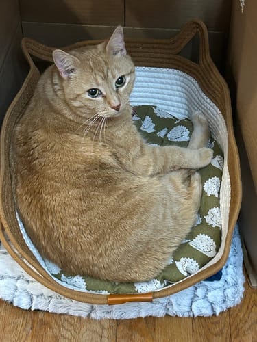Kundenbewertung mit Foto zu Fellnest Katzenkorb