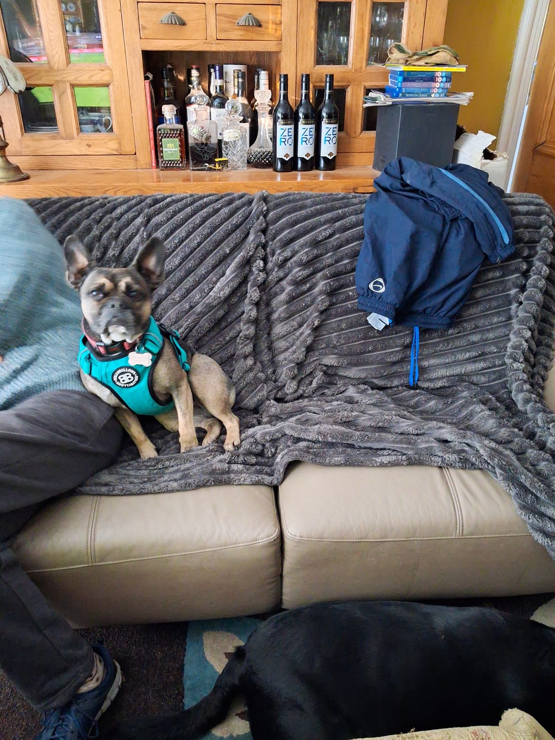 Customer photo review of Comfort Premium Harness | Non Restrictive - Metal Grey