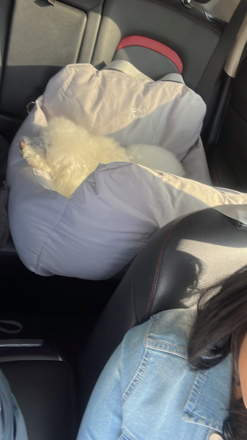 Customer photo review of Asiento Primera Clase THE DOGS — Viajes seguros y cómodos