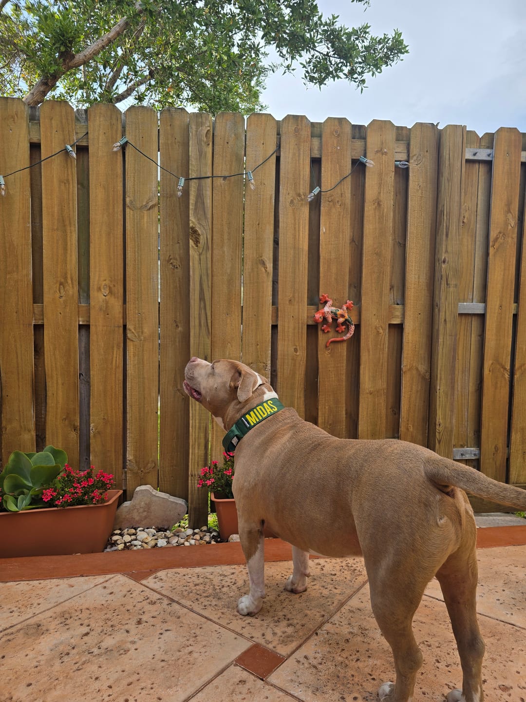 Customer photo review of No Pull Bully Proof Harness