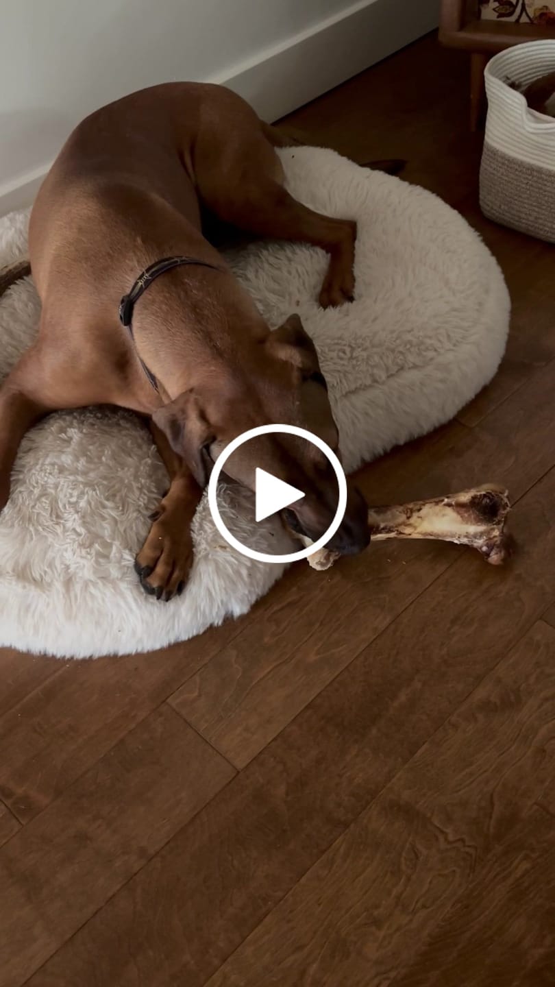 Customer video review of Ostrich Hip Bone (12" x 5"x 3”): The Durable, Flavor-Packed Chew for Medium & Large Dogs