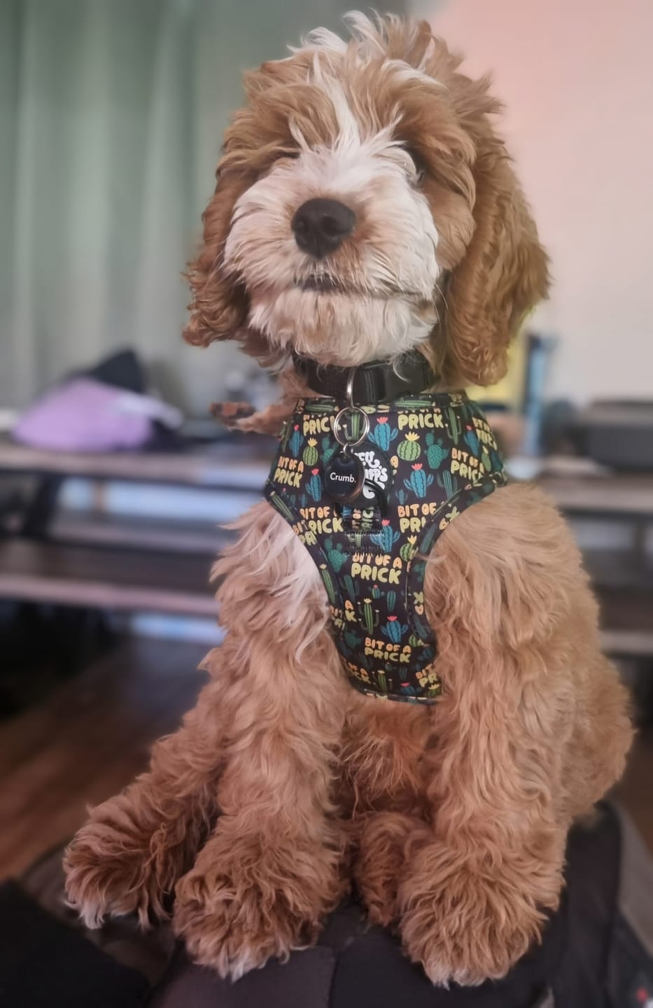Customer photo review of Bit of a pr**k harness