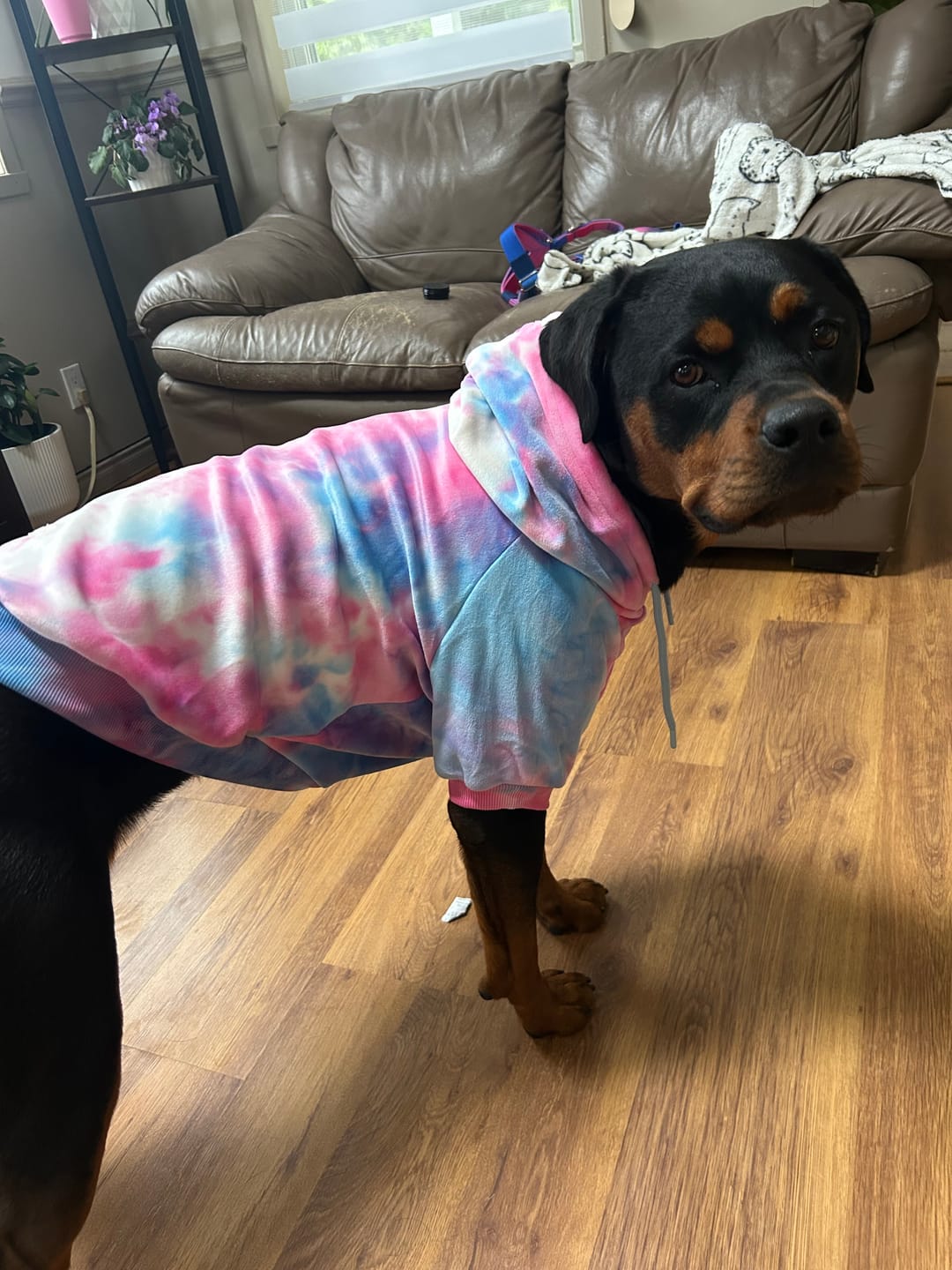 Customer photo review of Velvet Dog Hoodie - Snow Cone