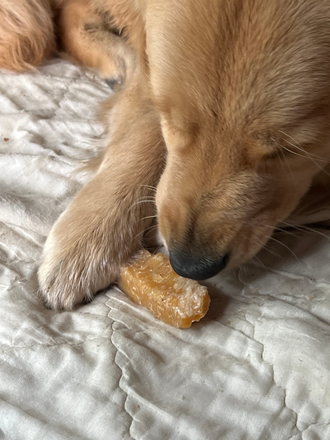 Customer photo review of Himalayan Yak Chew (LARGE)