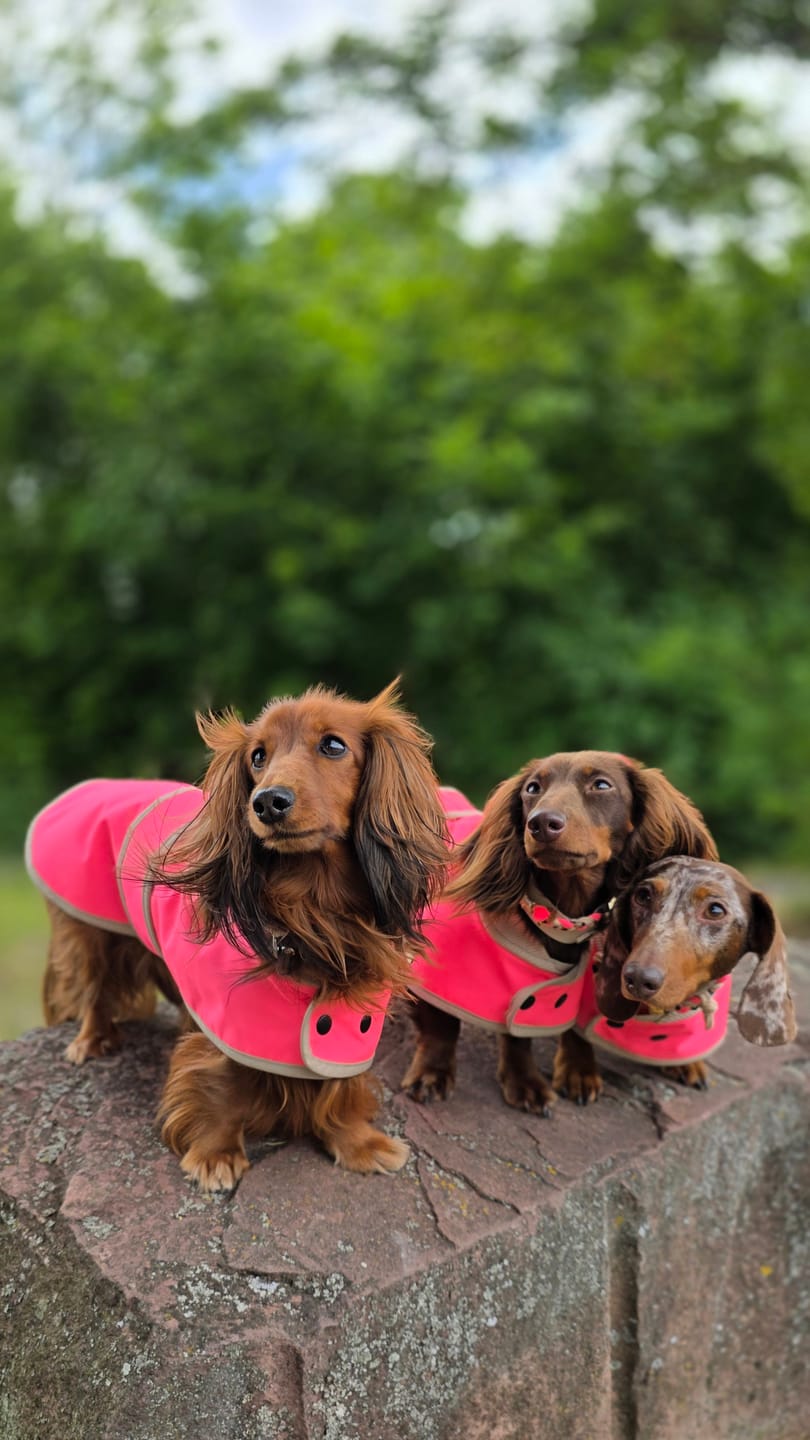 Customer photo review of THE GLOW RAINCOAT mini-fit – Hundemantel für kleine Hunderassen und Dackel in Neonpink