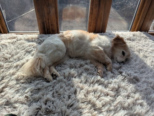 Customer photo review of Brooklyn® Ultra Memory Foam Bed