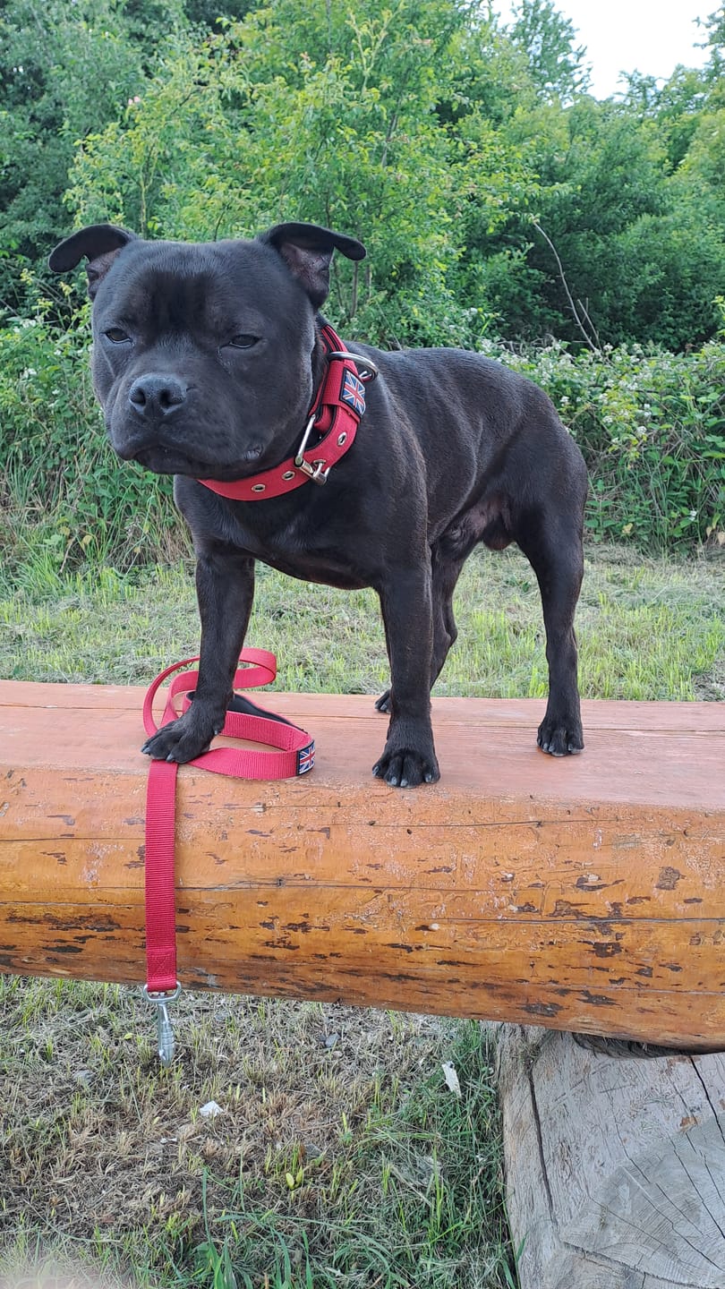 Customer photo review of Staffordshire Bull Terrier 1935® Nylon Collar - Red