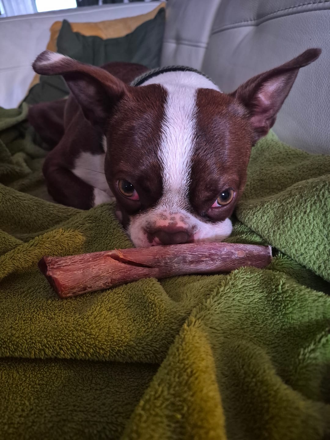 Customer photo review of 6 Inch Thick Braided Bully Stick