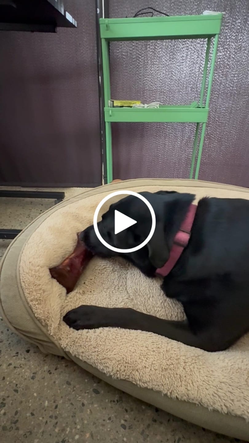 Customer video review of Smoked Beef Marrow Bone