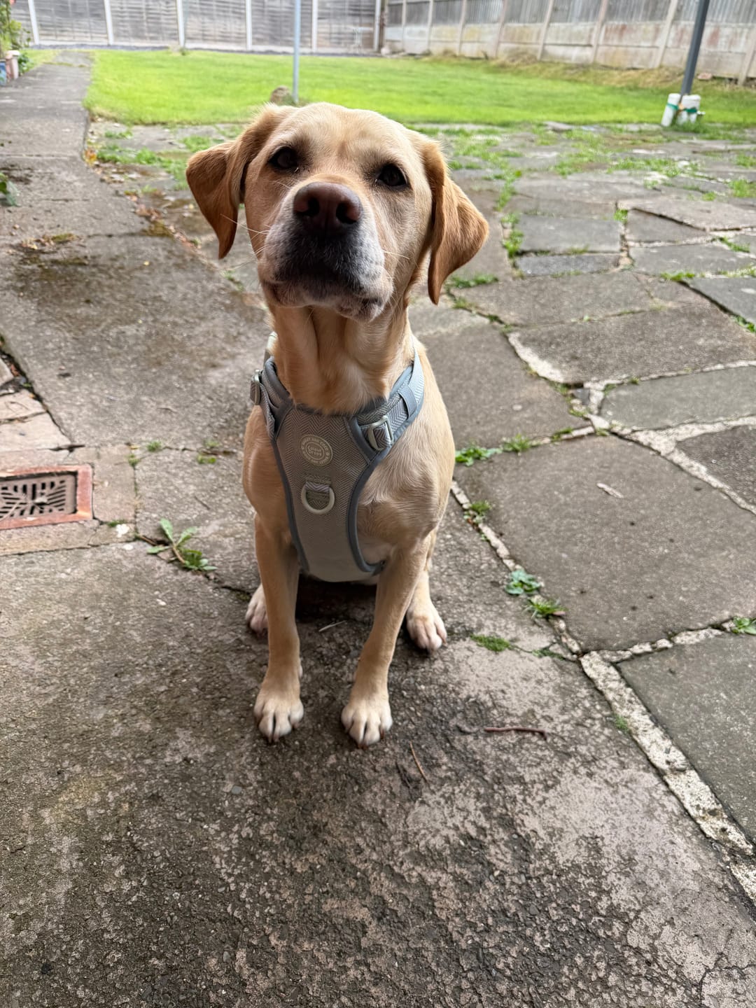 Customer photo review of Trail & Glow Tweed Dog Harness - Colour Drops - Sage Tweed
