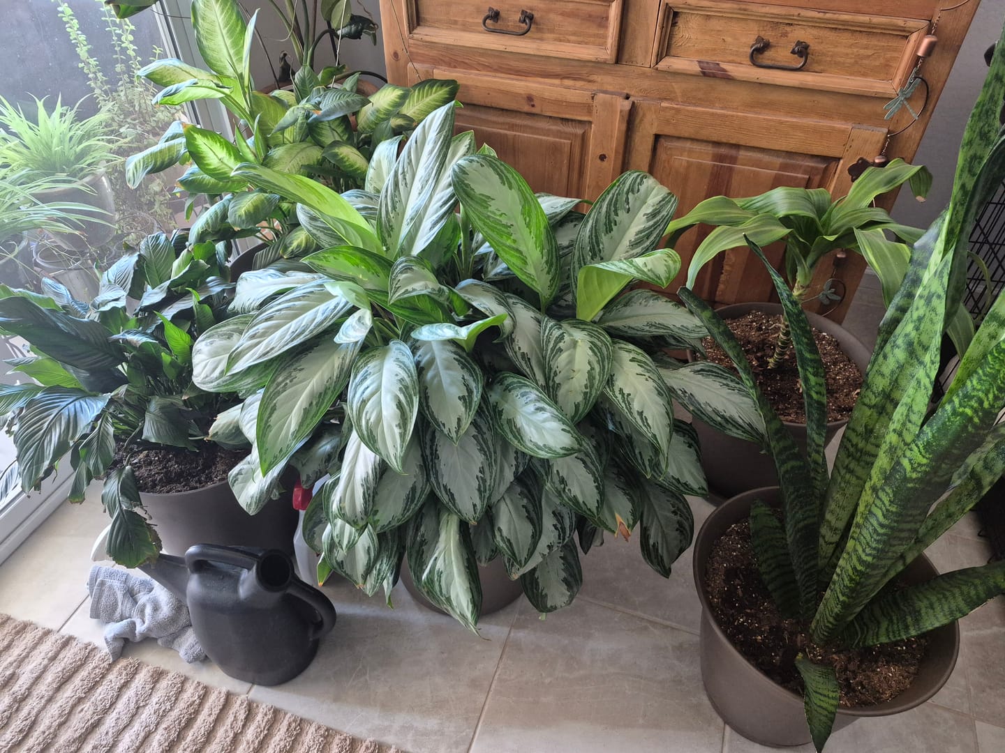 Customer photo review of Houseplant Pest Spray