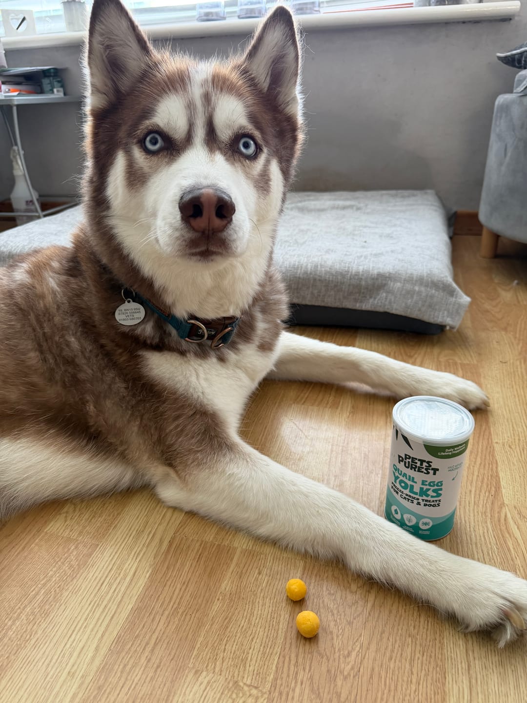 Customer photo review of Freeze-Dried Quail Egg Yolk for Cats and Dogs | 100g