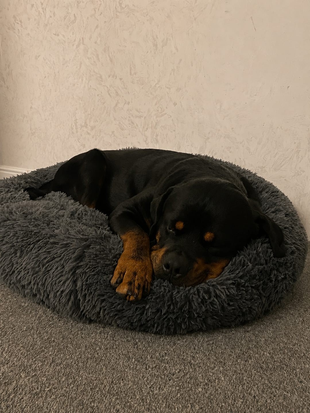 Customer photo review of Brooklyn® Deep Sleep Pet Bed