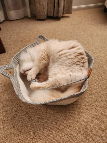 Customer photo review of Instinct Basket | Meet the first research-backed natural territory for indoor cats