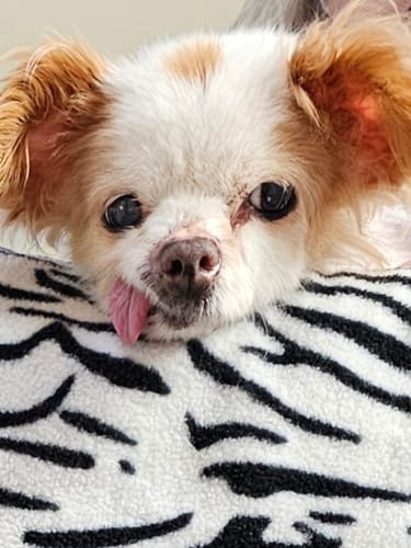 Customer photo review of 6 PUP PADS