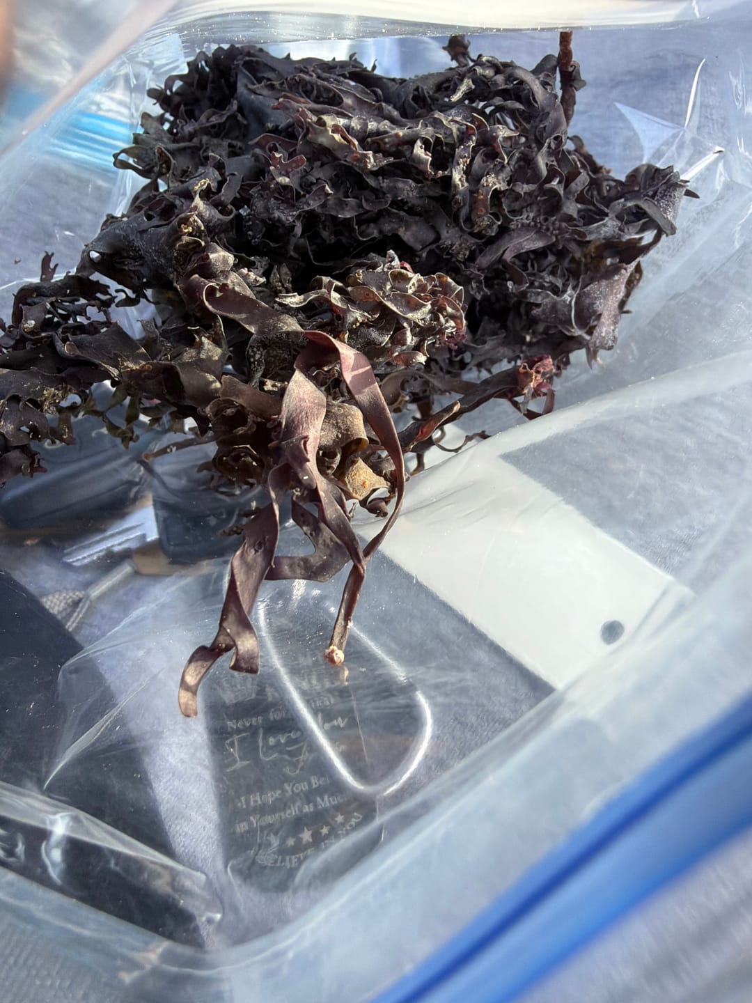Customer photo review of Purple Chondrus Dr Sebi Sea Moss High Mineral Content Real Wildcrafted Sea Moss from the rocks-