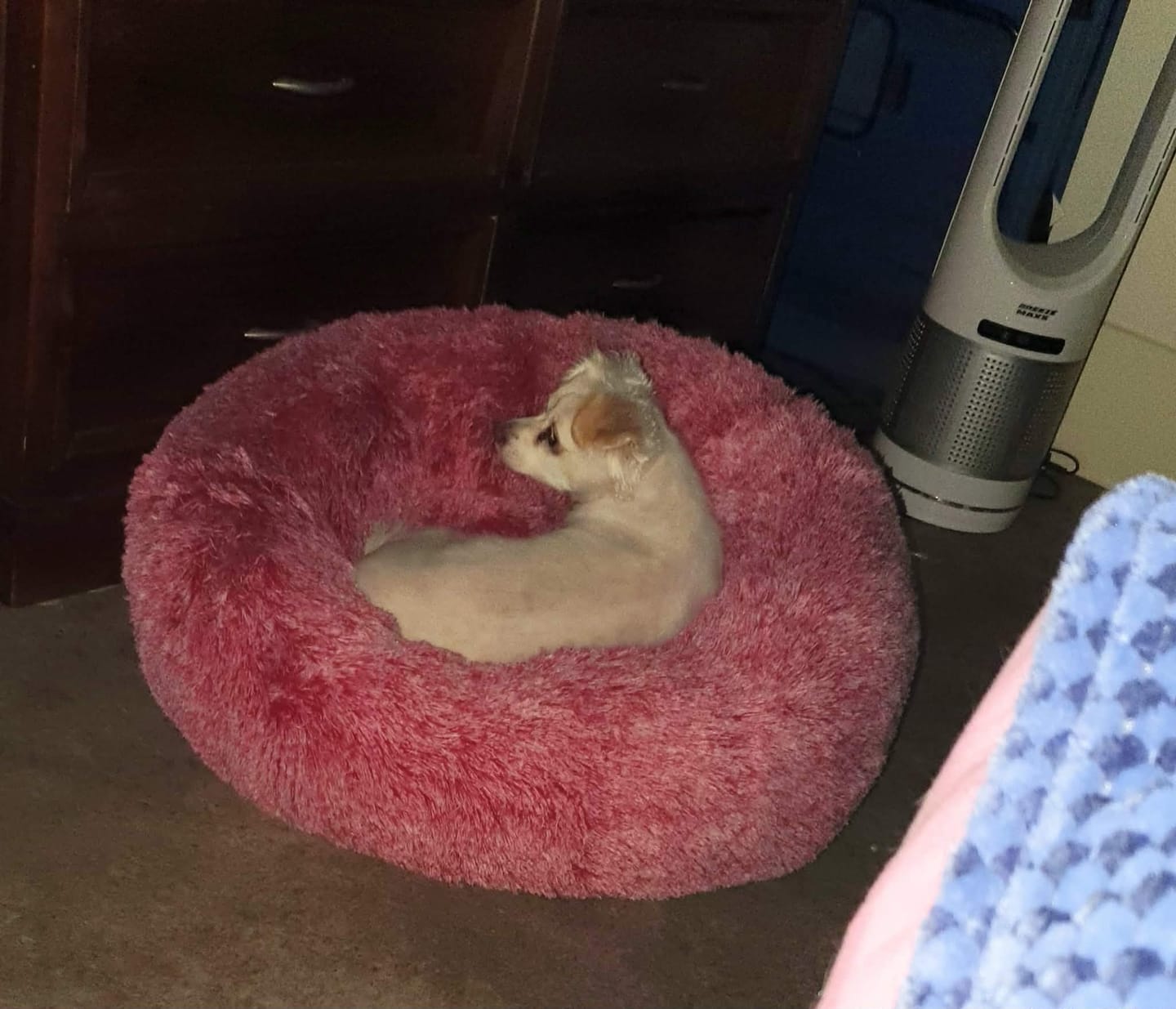 Customer photo review of Premium Calming Pet Bed with Removable Cover