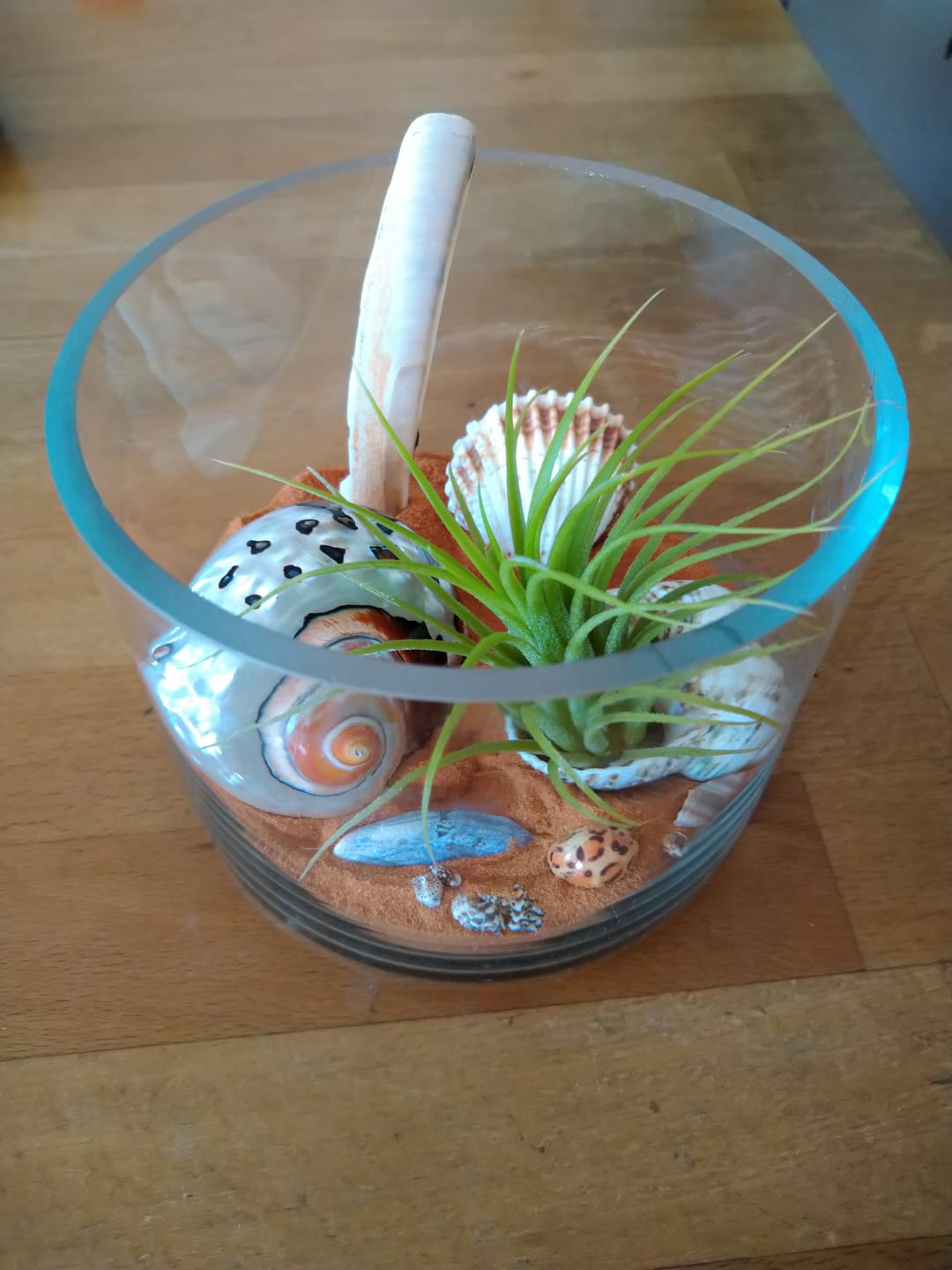 Customer photo review of Tillandsia Ionantha 'druid'