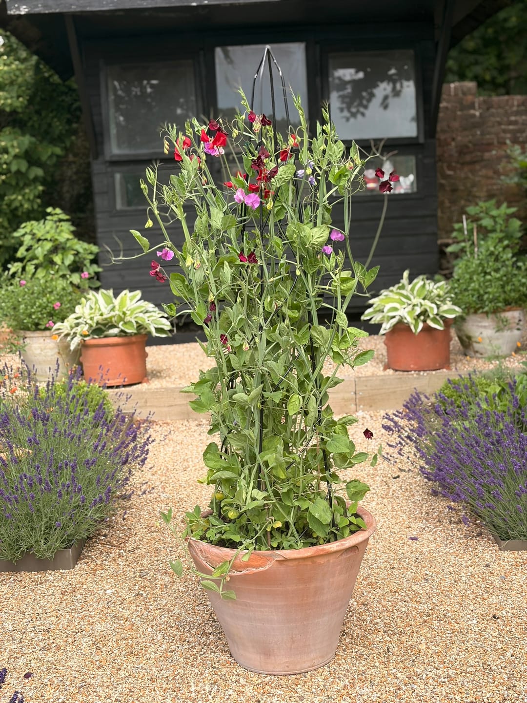 Customer photo review of Natural Liquid Fertiliser 10L