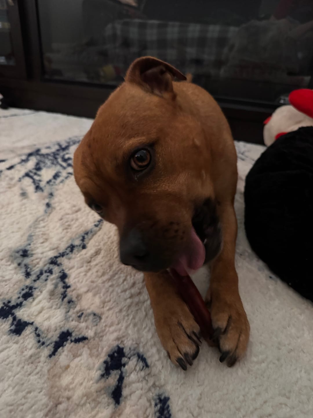 Customer photo review of 12 Inch Monster Bully Stick