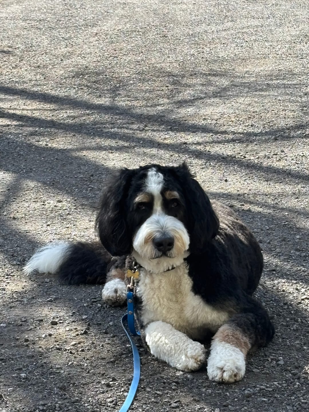 Customer photo review of Himalayan Yak Chew (LARGE)
