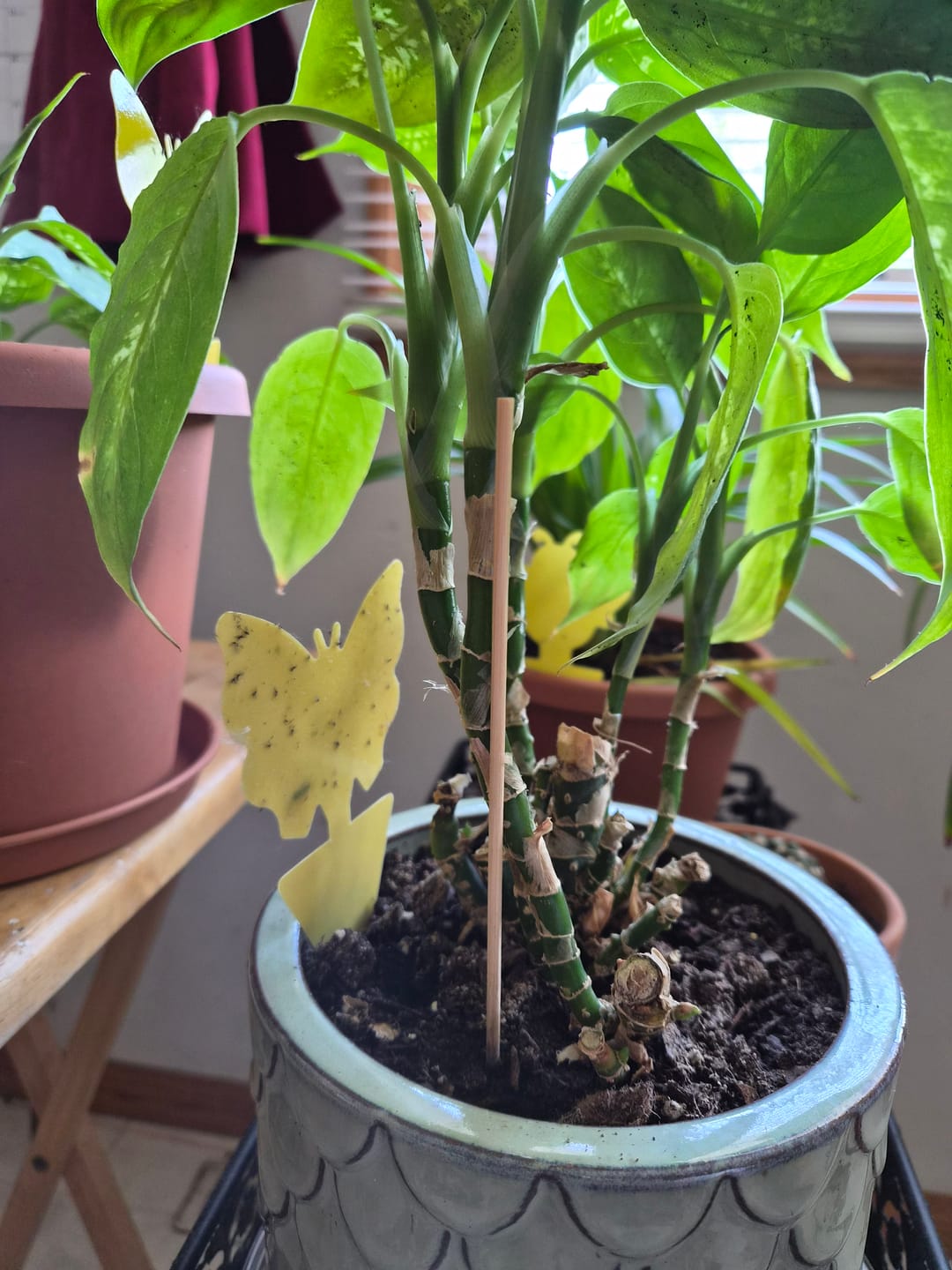 Customer photo review of Houseplant Pest Spray