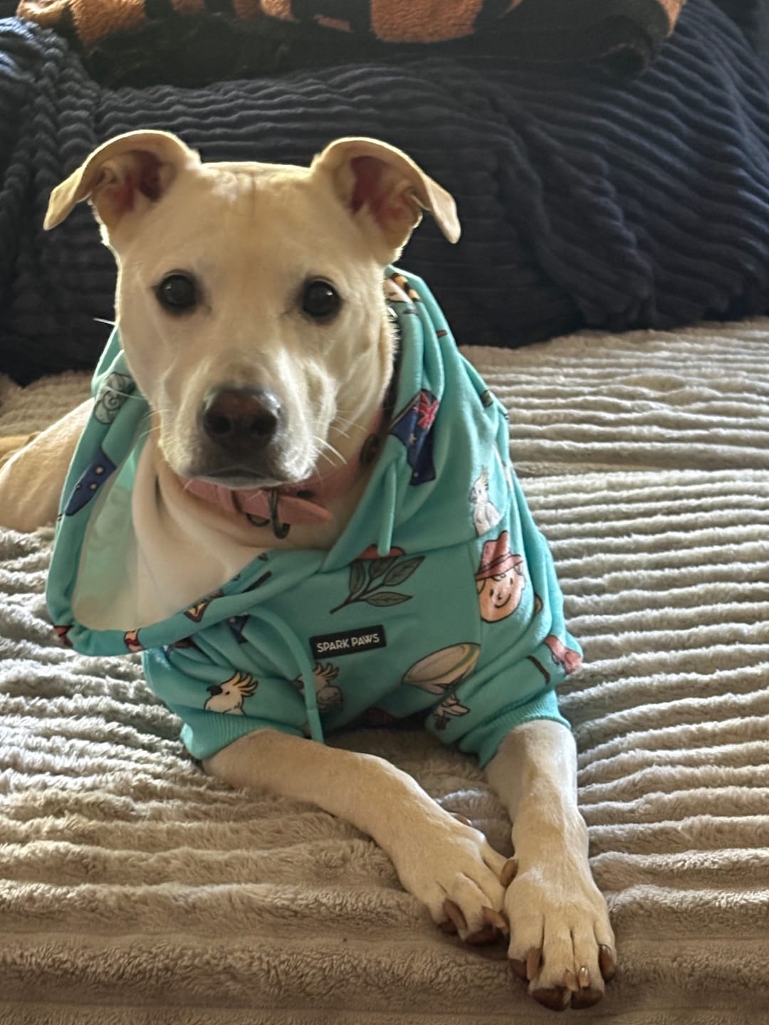 Customer photo review of Rodeo Dog Hoodie