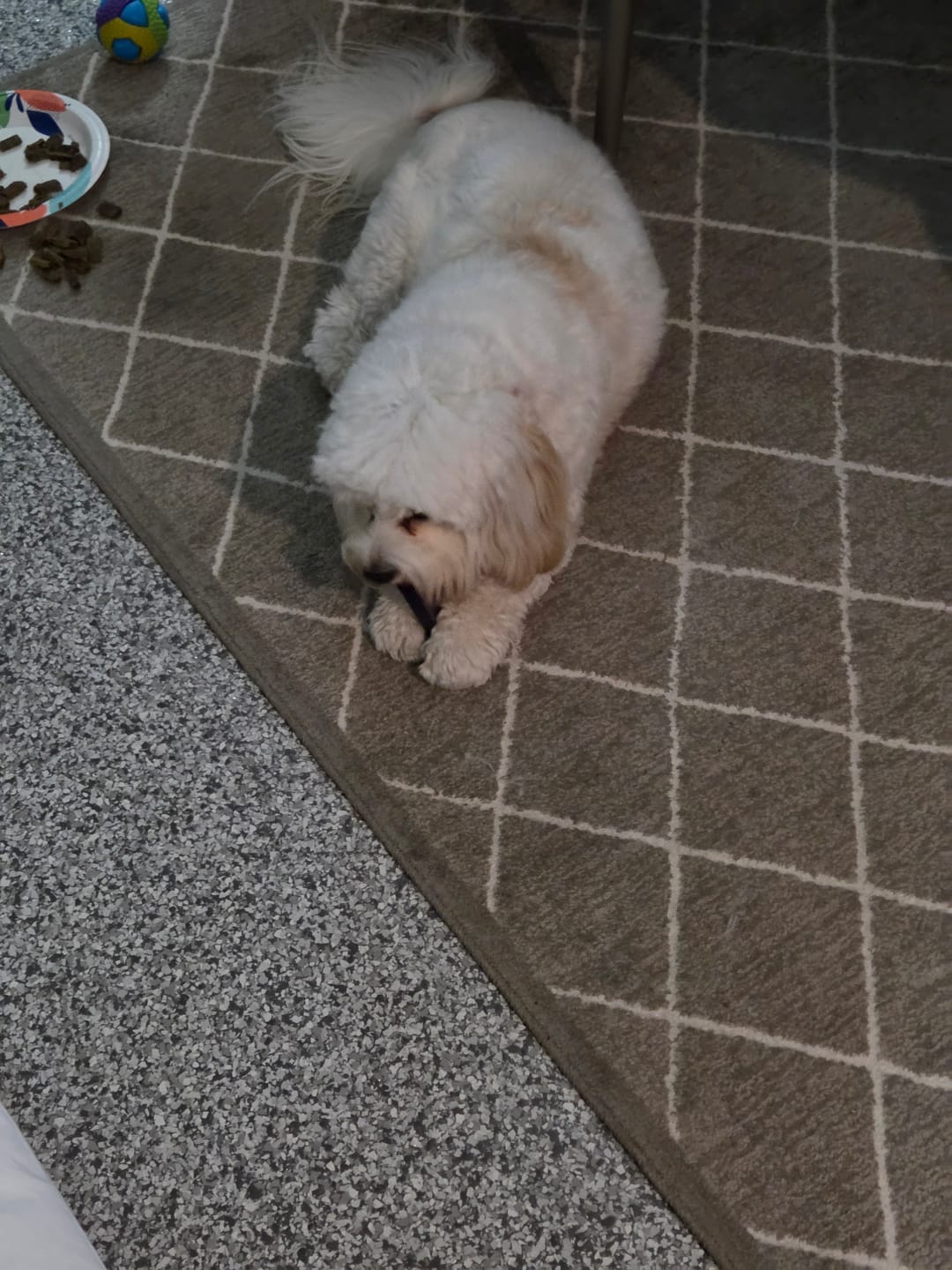 Customer photo review of Himalayan Yak Chews — 6 Flavor Pack | Long-Lasting Natural Dog Chews