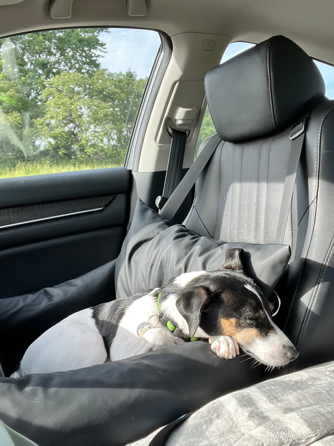 Customer photo review of The Dog Dock V2 New & Improved with LATCH / ISO FIX anchors