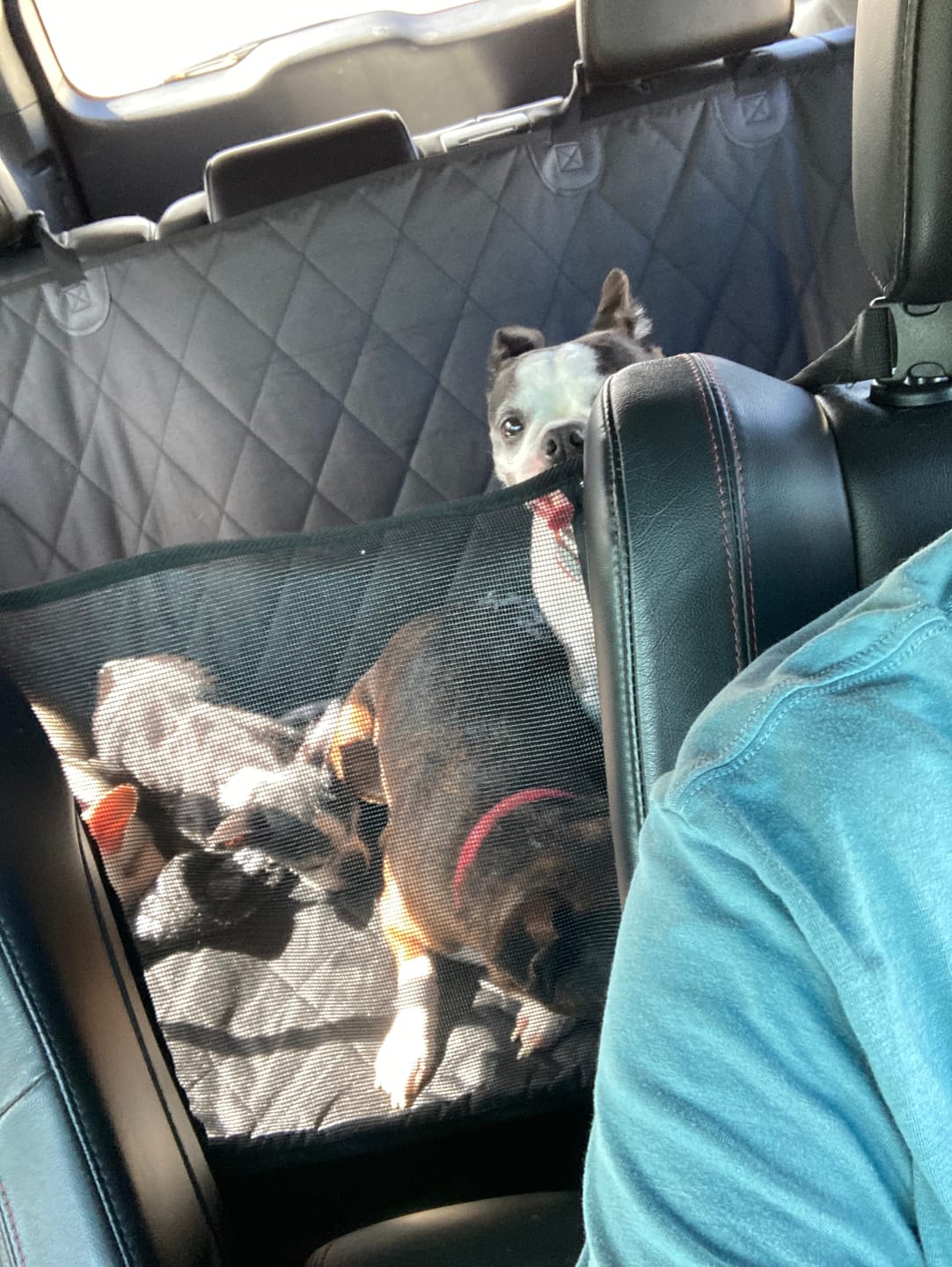 Customer photo review of 4Knines Hard Bottom Extender Car Seat Cover for Dogs - Regular