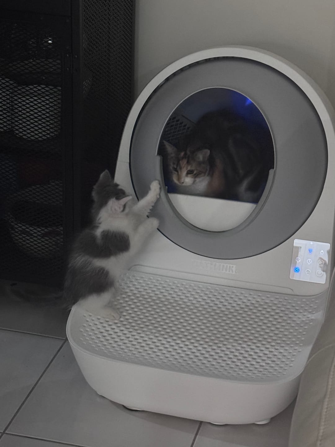 Customer photo review of Michu Wonder Litter - Plant-Based & Automatic-Box Friendly 2.5kg/6L