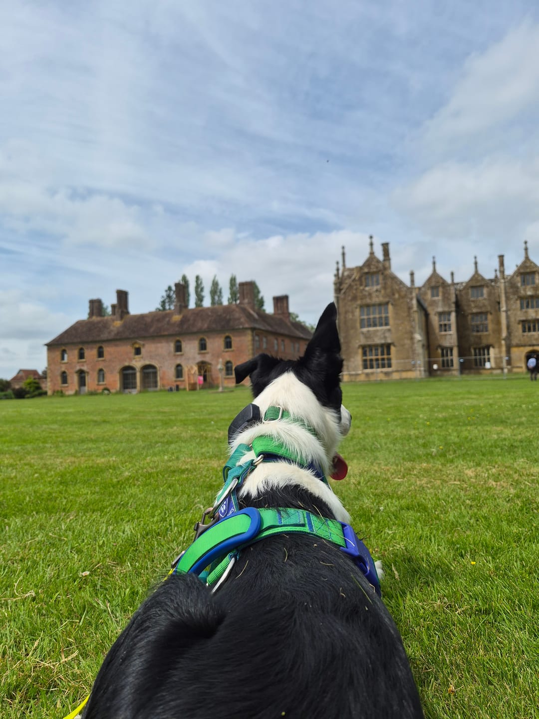 Customer photo review of Comfort Control No-Pull Dog Harness - Lime Wave