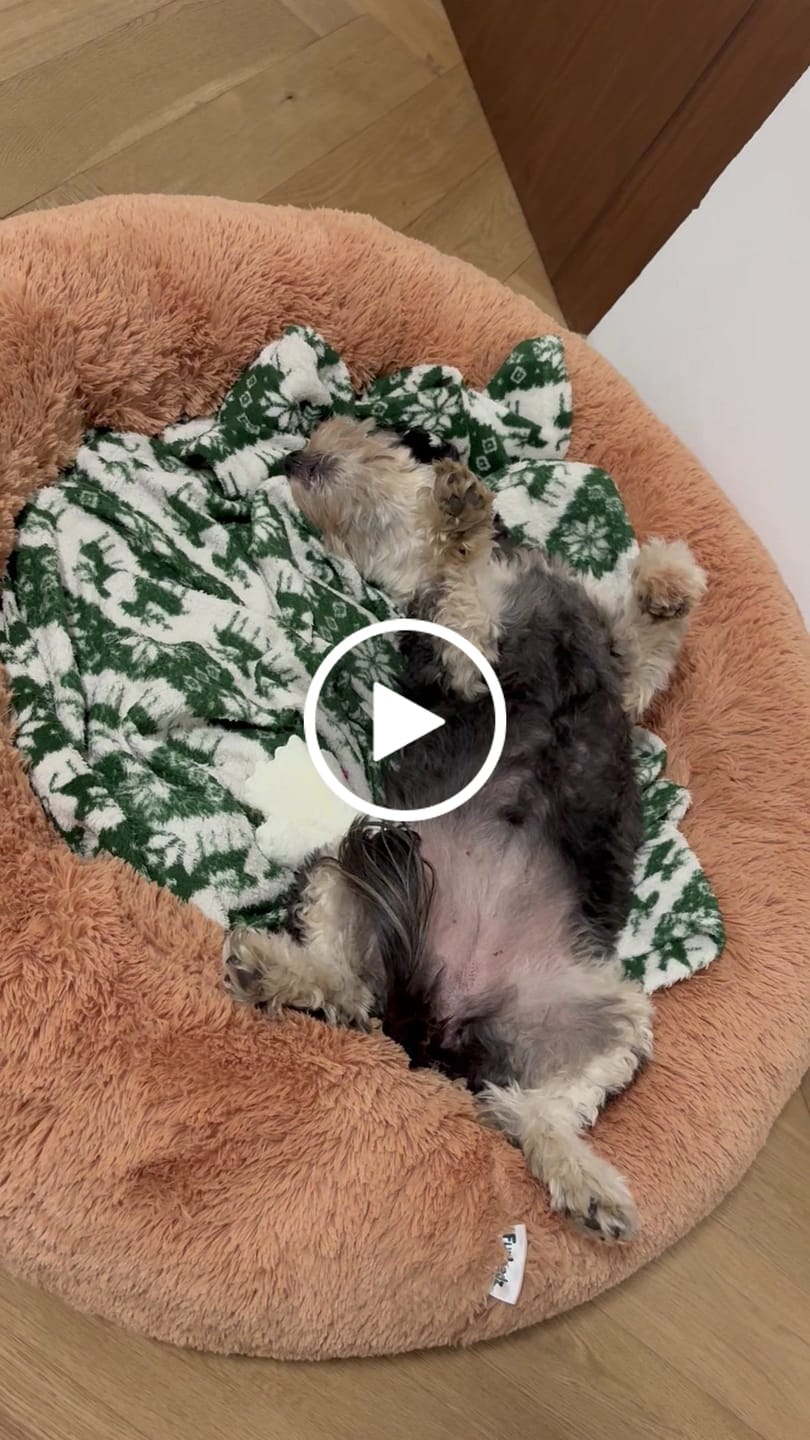 Customer video review of Cama Antiestrés para Perros