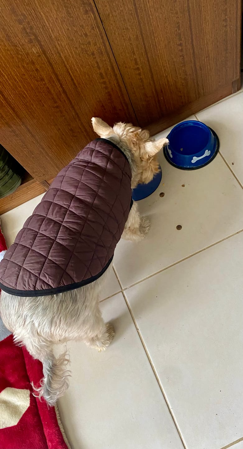 Customer photo review of PetFamily Foods Grain Free
