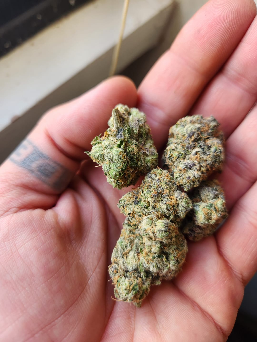 Customer photo review of Toad Venom Indoor - Bulk - Hybrid