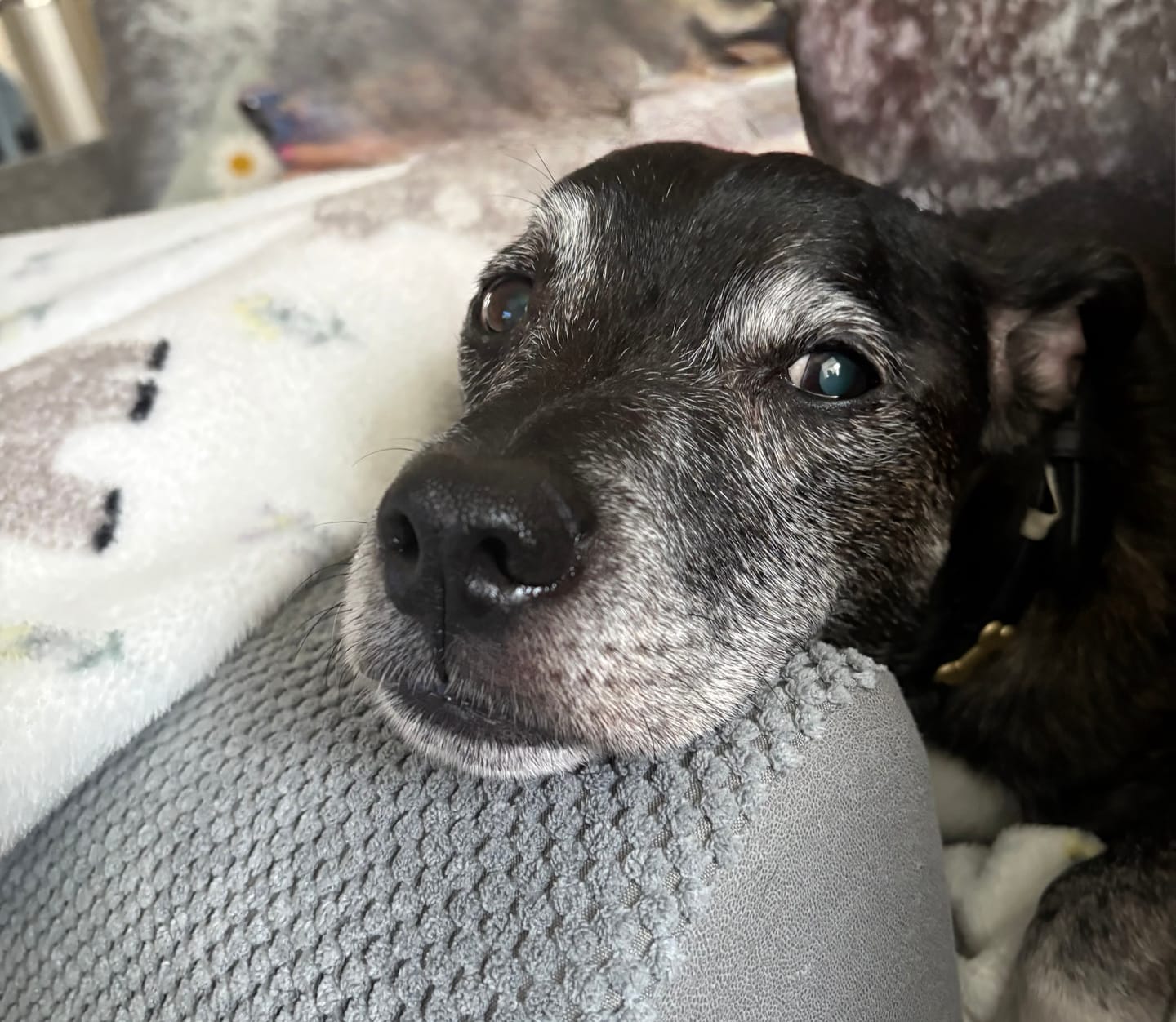 Customer photo review of collagen for dogs