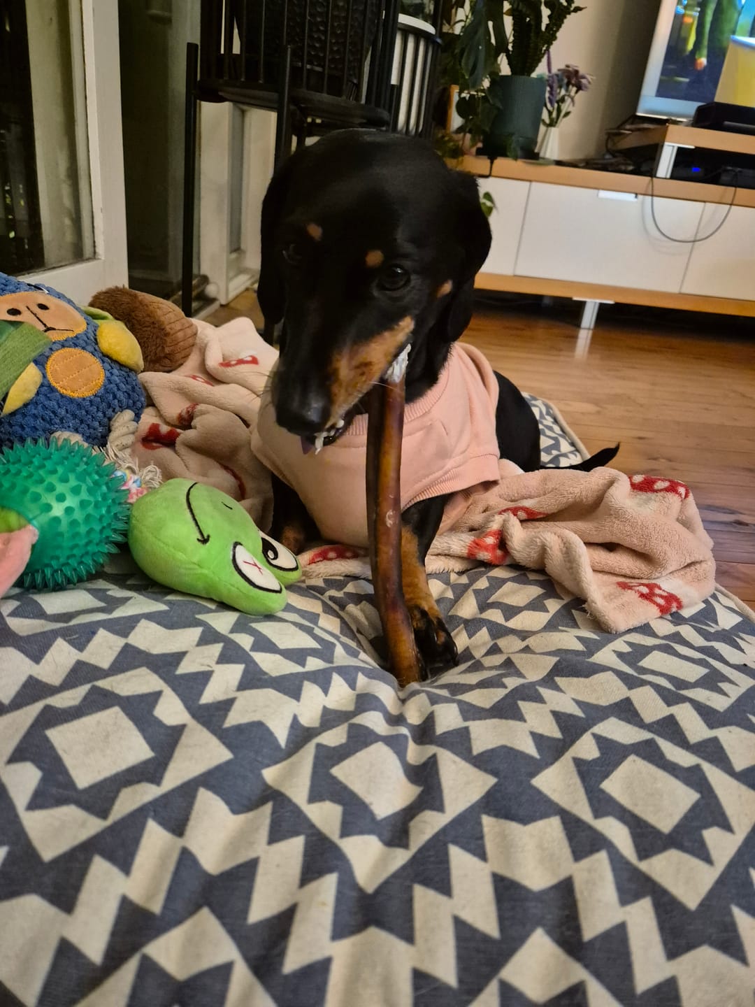 Customer photo review of Beef Pizzle (THICK & Long)