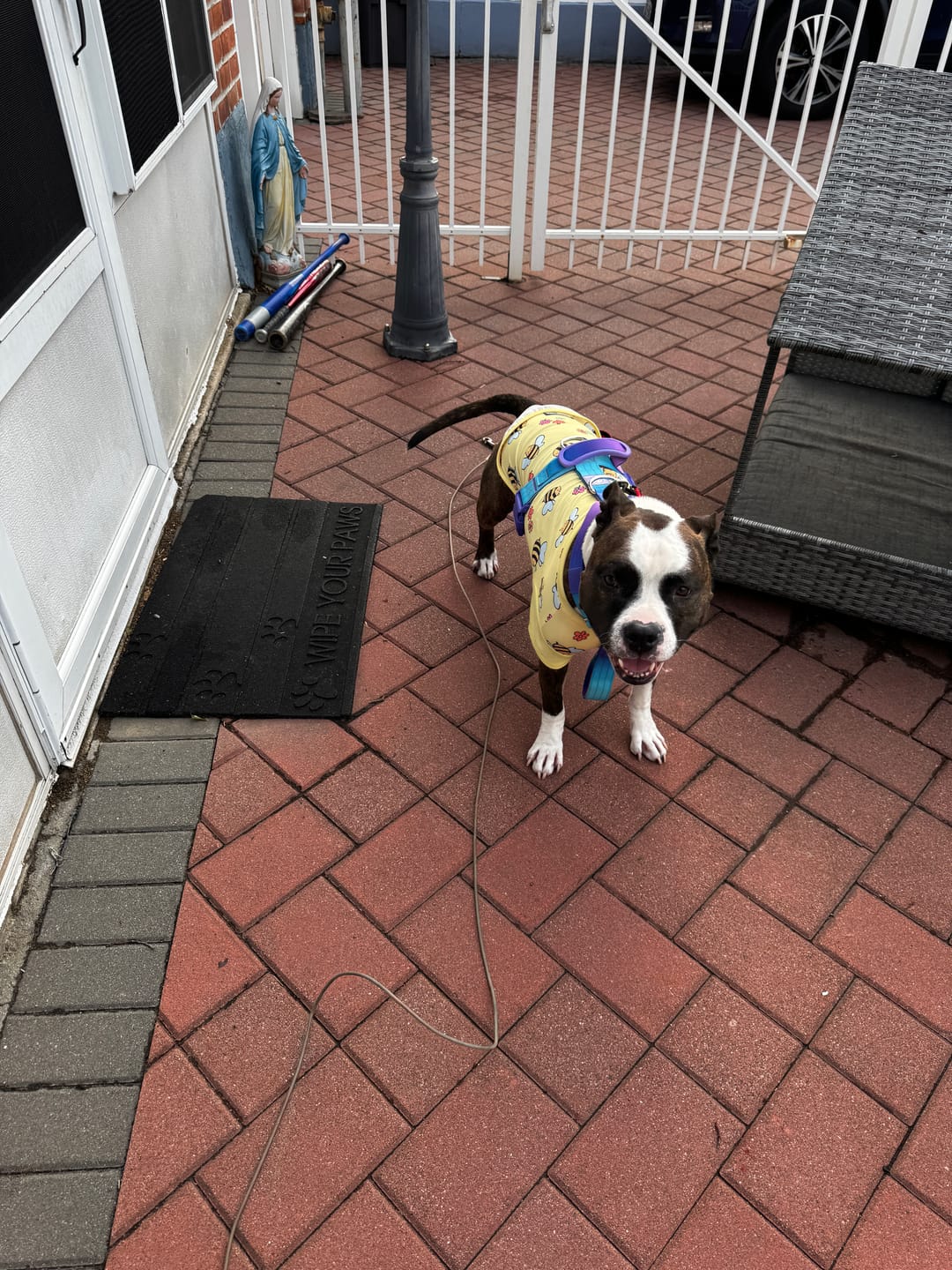 Customer photo review of Sunblock Dog T-Shirt 2-pack