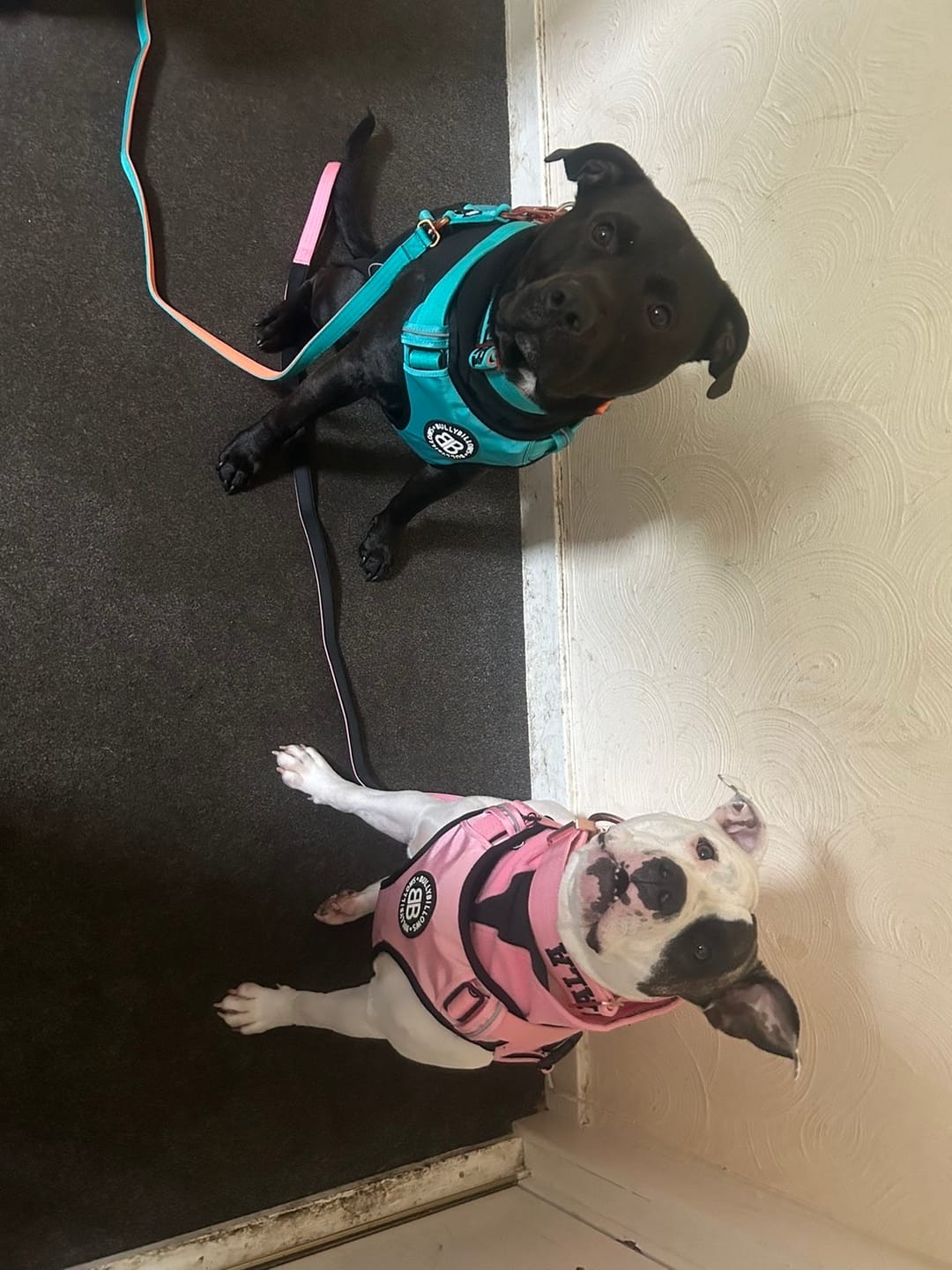 Customer photo review of Comfort Premium Harness | Non Restrictive - Turquoise