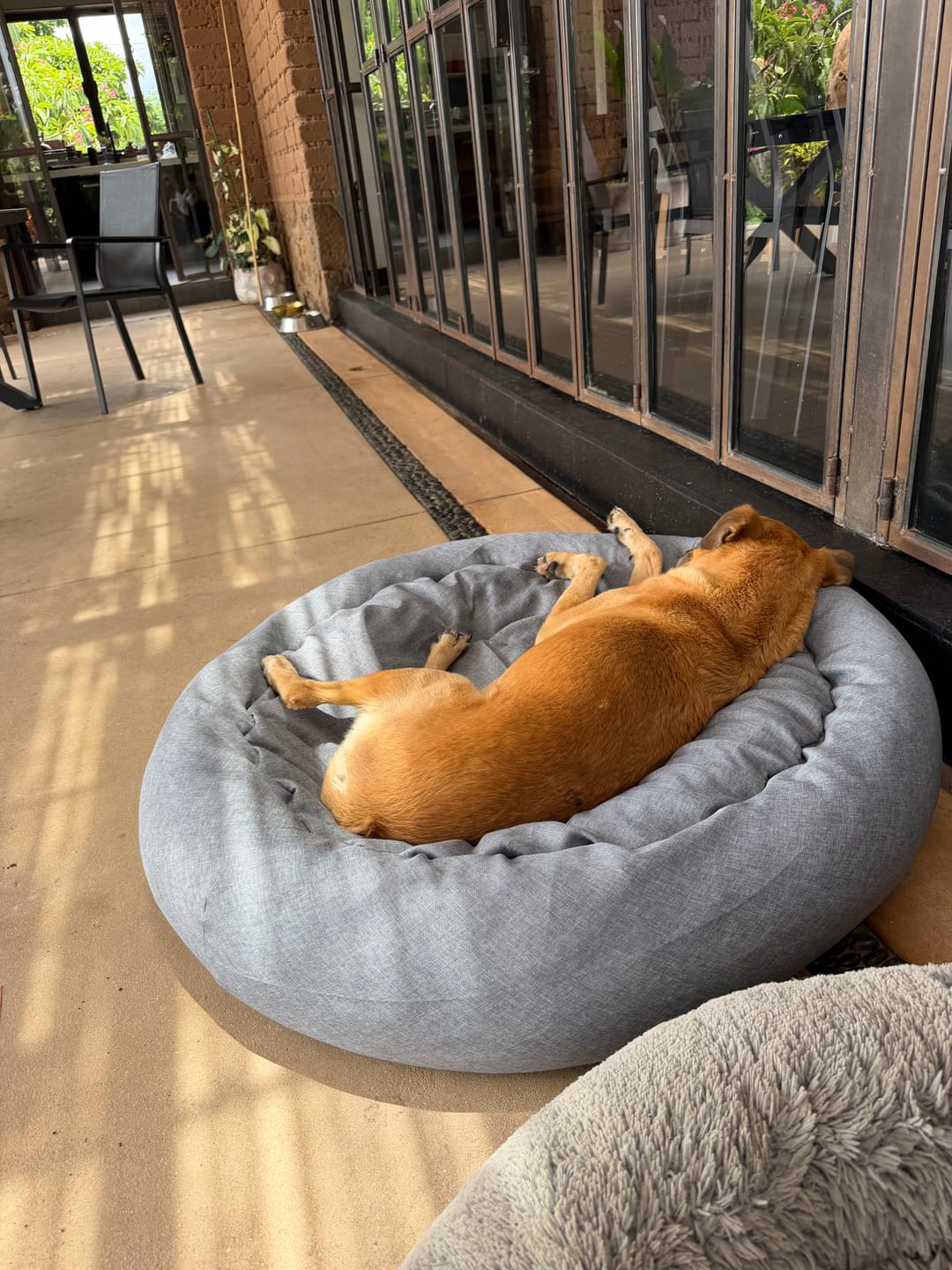Customer photo review of Funda Lino para Cama Antiestrés para Perros