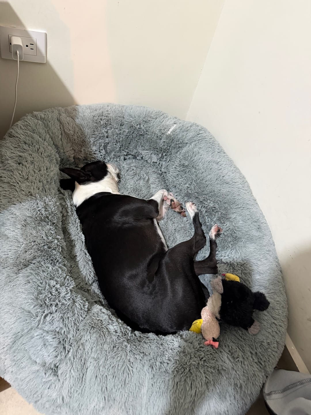 Customer photo review of Funda Lino para Cama Antiestrés para Perros